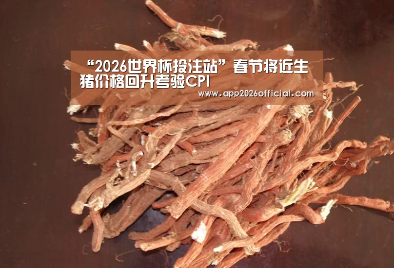 2026世界杯投注站
