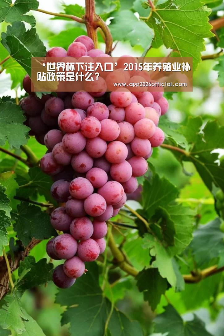 2026世界杯投注站官网